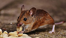 24 Hour & Emergency Exterminators in Woodville, WV